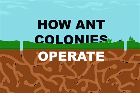 ant pest control how ant colonies operate killroy pest control