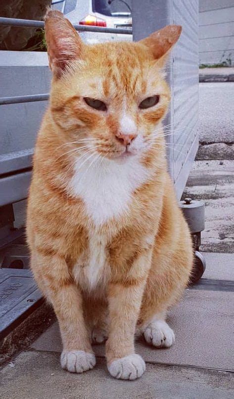 Have You Seen GINGER, a Missing Cat, Lost at Frankel Terrace? | Cats, Pets, Breeds