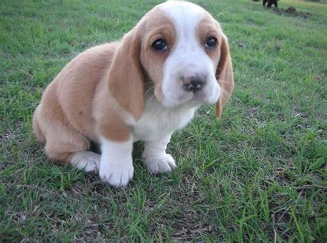 Pure Breed Basset Hound Puppies Available