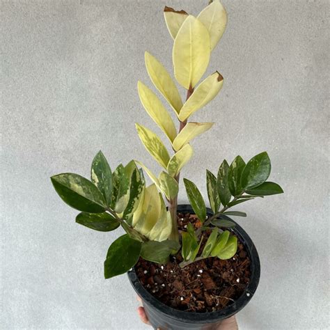 Zamioculcas Zamiifolia Variegated 5 From Thailand Priced From Only 34