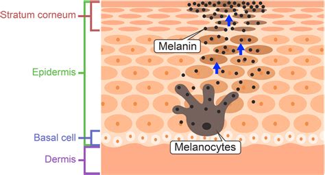 Pigment Detailed Explanation Dr Nathan Holt