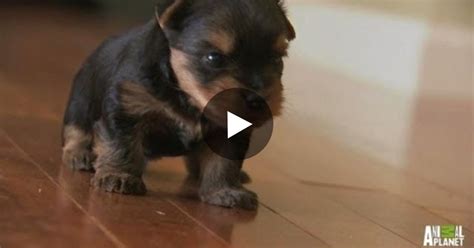 This Little Yorkie Puppy Tries To Show His Barking Skills