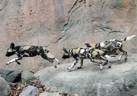 African Wild Dog Pups Debut At Brookfield Zoo Life With Dogs