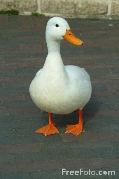 Duck Pictures Free Use Image 01 08 52 By