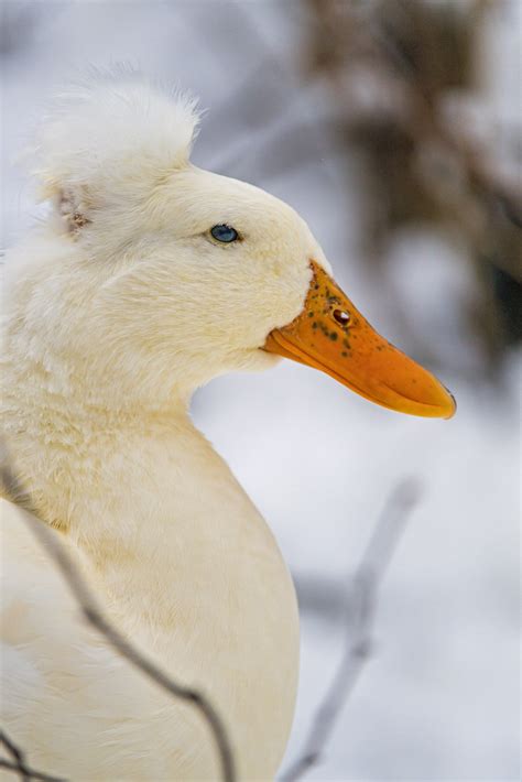 White Duck In The Snow Profile Portrait One Of The Ducks O Flickr