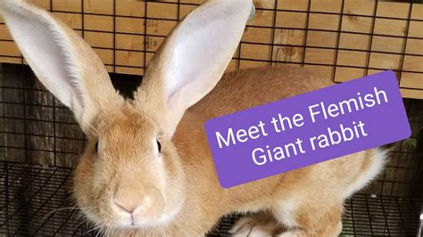 Meet The Flemish Giant Rabbit Youtube