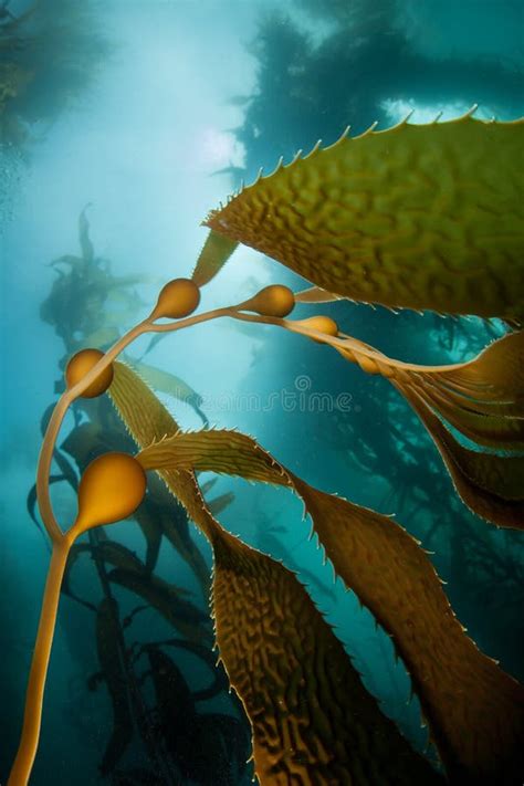 Giant Kelp Shadows Stock Photos Free And Royalty Free Stock Photos From