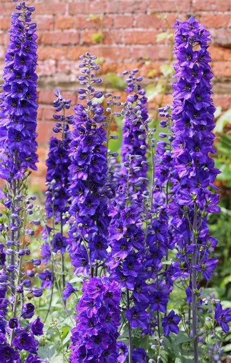 22 Of The Pretty Tall Perennial Flowers In Full Bloom