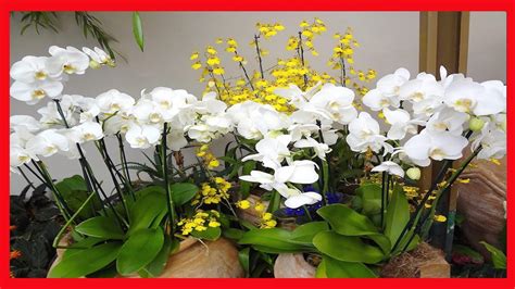 Como Cuidar De Orquideas Em Casa Saiba O Que Fazer Para Sua Orquídea