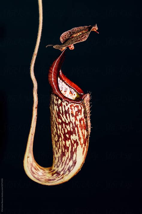 Nepenthes Maxima — A Carnivorous Pitcher Plant With A Tube Like