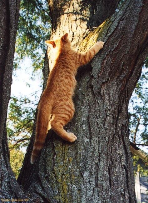 Cat Climbing A Tree Cat Climbing Cats Tree