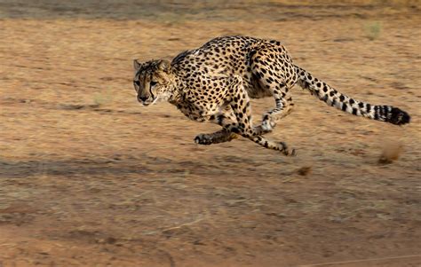Fastest Land Animals In The World