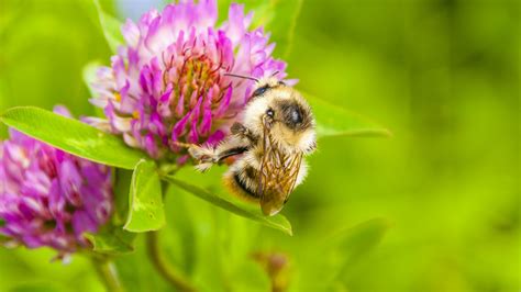 It is similar in appearance to bombus muscorum, and is replacing the species in northern britain. Shrill Carder Bees - Attract Bees
