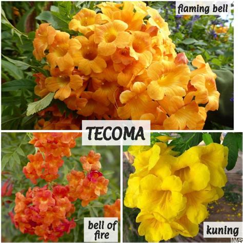 Pokok Tecoma Stans Yellow Bells Flaming Bells Bell Of Fire Starky Sparky Shopee Malaysia