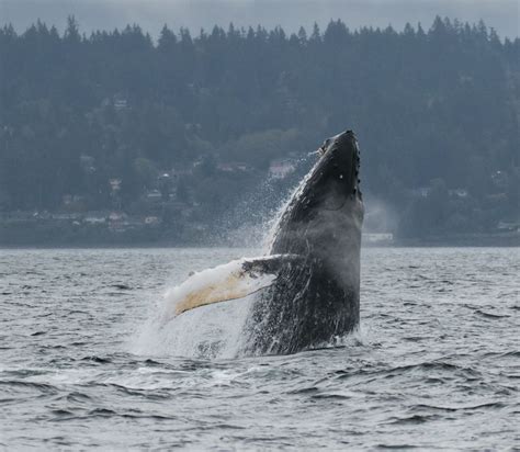 Photos Orcas Humpbacks Come Out To Play In Puget Sound Komo