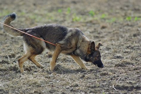 Types Of German Shepherds A Guide To Dog Breed Variations Pethelpful