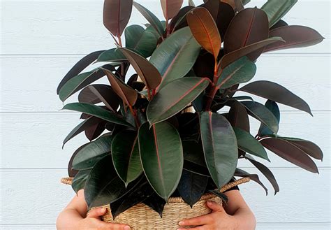 Ficus Elastica Guide How To Care For Your Rubber Plant Flower Power