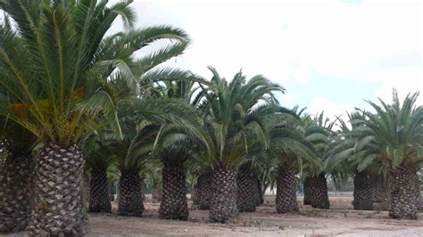 Phoenix Canariensis Palmeras Elche