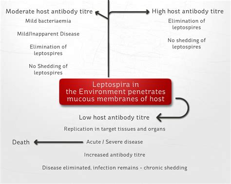 Severe leptospirosis is frequently caused by serovars of the icterohaemorrhagiae serogroup. Leptospirosis - VetSci