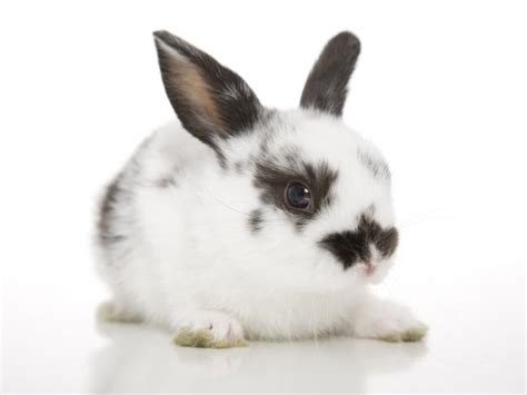 Conejos Enanos Cuidados Básicos Y Curiosidades Sobre Ellos