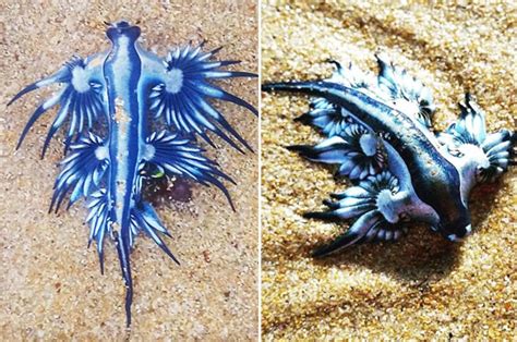 Sea Monster Beachgoers In Australia Terrified As Alien Dragons Wash