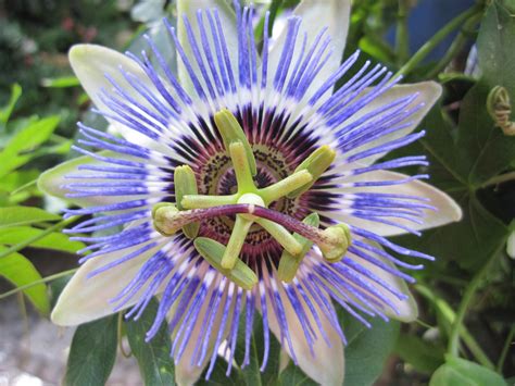 Passion Flower Blossom Bloom Free Image Download