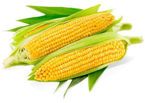 Yellow Corn Manufacturer In Ariyalur Tamil Nadu India By Reliable