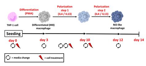 Macrophage Differentiation And Polarization Into An M2 Like Phenotype