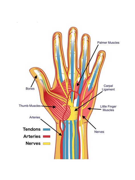 Anatomy Of The Hand Brace Access