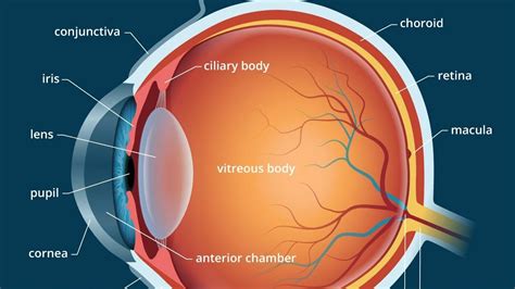 Human Eye And Parts Complete Explanation In Animation Youtube