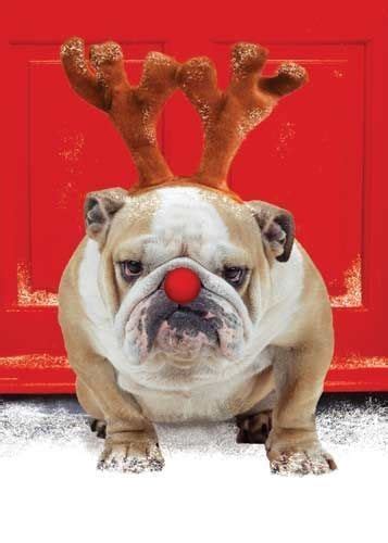 This adorable dog breed is wearing a red santa hat, and snowflakes are the sign underneath him reads, merry christmas! cute dog lover drawing will look adorable on your xmas tree! Cute Christmas Dog Pictures, Photos, and Images for Facebook, Tumblr, Pinterest, and Twitter
