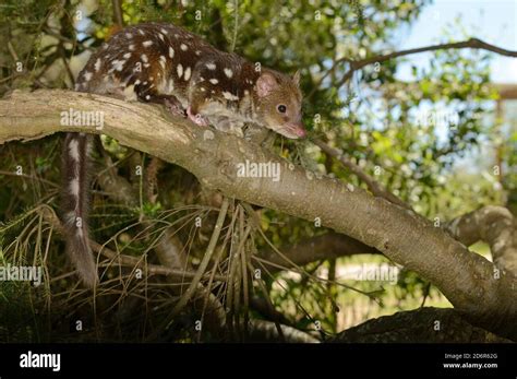 Spotted Tailed Quoll Dasyurus Maculatus Up A Tree Photographed In