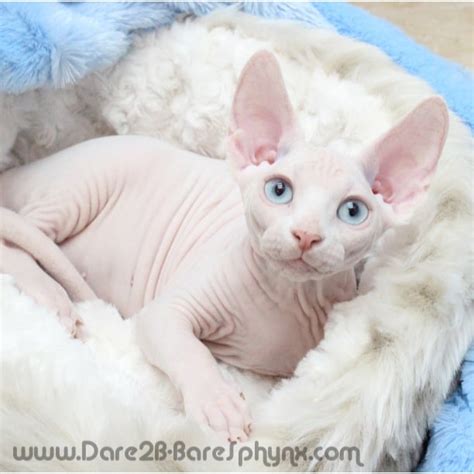 Marion, an international all breeds judge, has been breeding and showing persian cats since 1973. Sphynx Cat Breeders: California - KittySites.Com