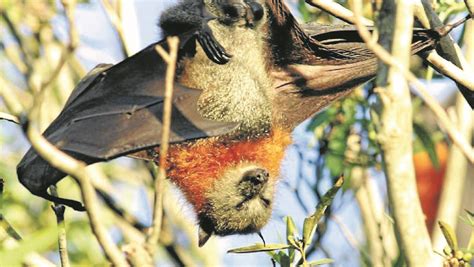 Flying Foxes Wreaking Havoc On Local Orchards Mudgee Guardian