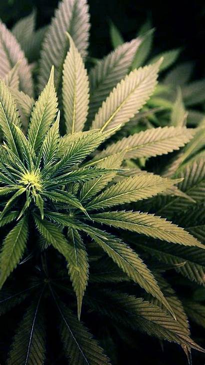 Marijuana Wallpapers Plants Weed 4k Phone Backgrounds