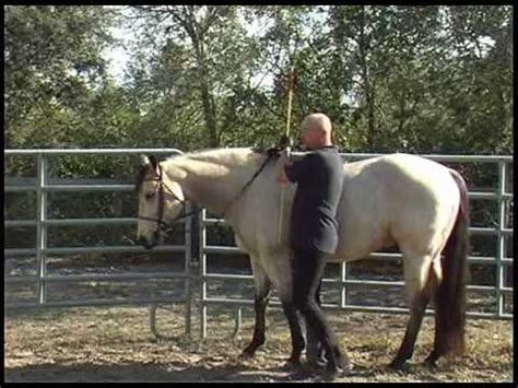 A horse bows by kneeling on one leg, extending the other leg in front of it, and lowering its head to the ground. Horse Tricks - Bow - YouTube