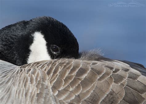 Resting Canada Goose Close Up In Salt Lake County On The Wing Photography