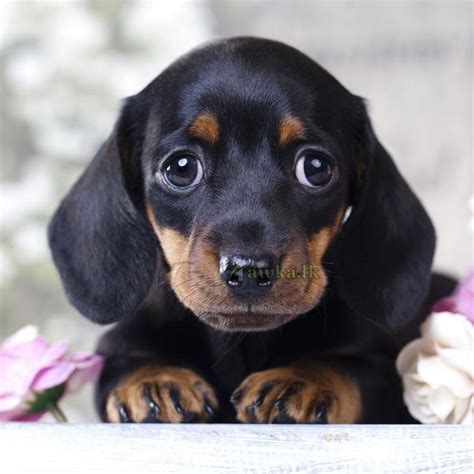 37 Furry Dachshund Puppies For Sale Photo Bleumoonproductions
