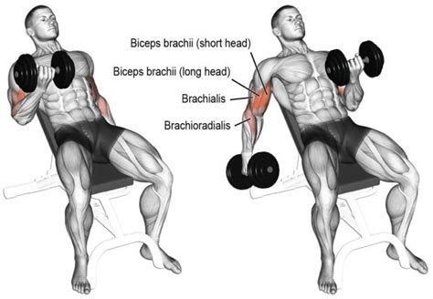 How To Do Dumbbell Curl Techniques Tutorial Program Workout