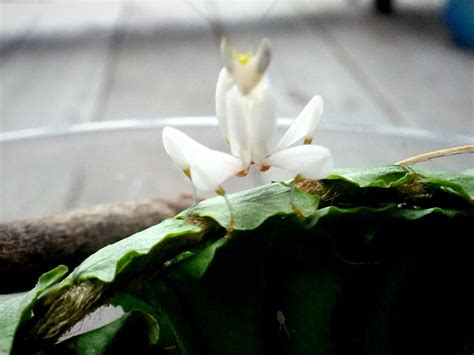 L3 and l4 nymphs: should be fed d. Our Orchid Mantis | Orchids, Orchid mantis, Plants