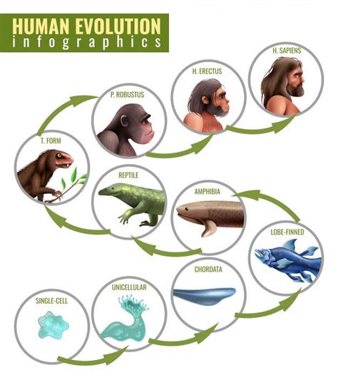 We did not find results for: Download Human Evolution Infographics for free | Evolución ...