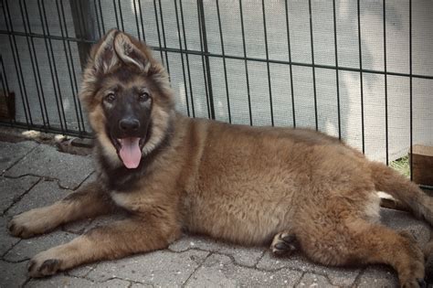 Litter Boomer And Xea German Shepherd Breeder Puppies For Sale