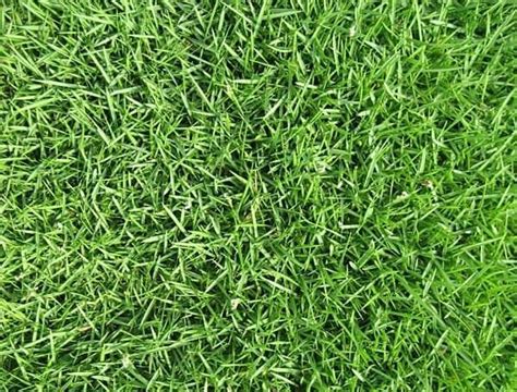 What Is The Best Zoysia Grass Seed Reviews And Buyers Guide Obsessed Lawn
