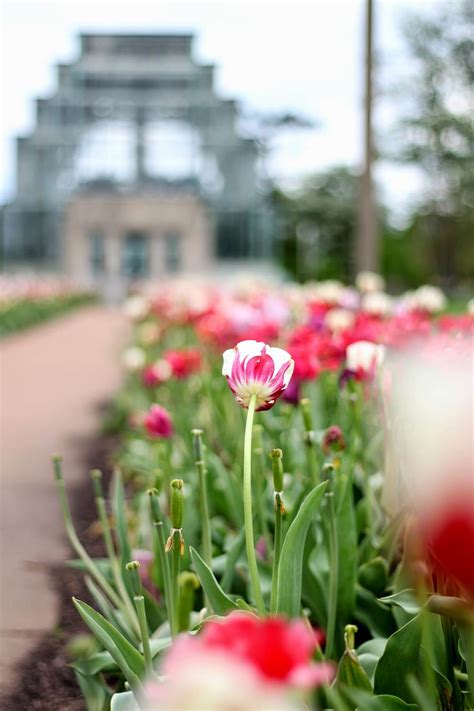 Stop And Smell The Tulips Raising Roberts