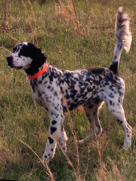English Setter For Sale