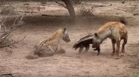 Hyenas Attack Honey Badger