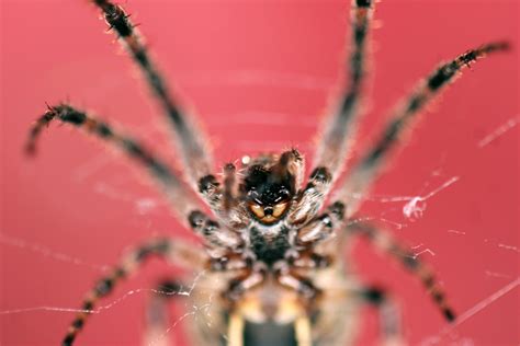 giant spiders to invade uk homes