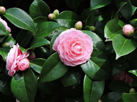 Tanaman hias paling cantik untuk halaman rumah lingkungan hidup. 50 Jenis Bunga Tercantik di Dunia, Terlengkap! (GAMBAR ...
