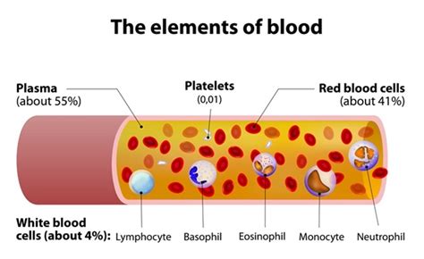 Blood Plasma Components And Function