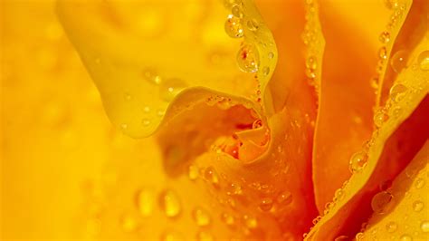 Download Wallpaper 3840x2160 Drops Water Petals Flower Macro